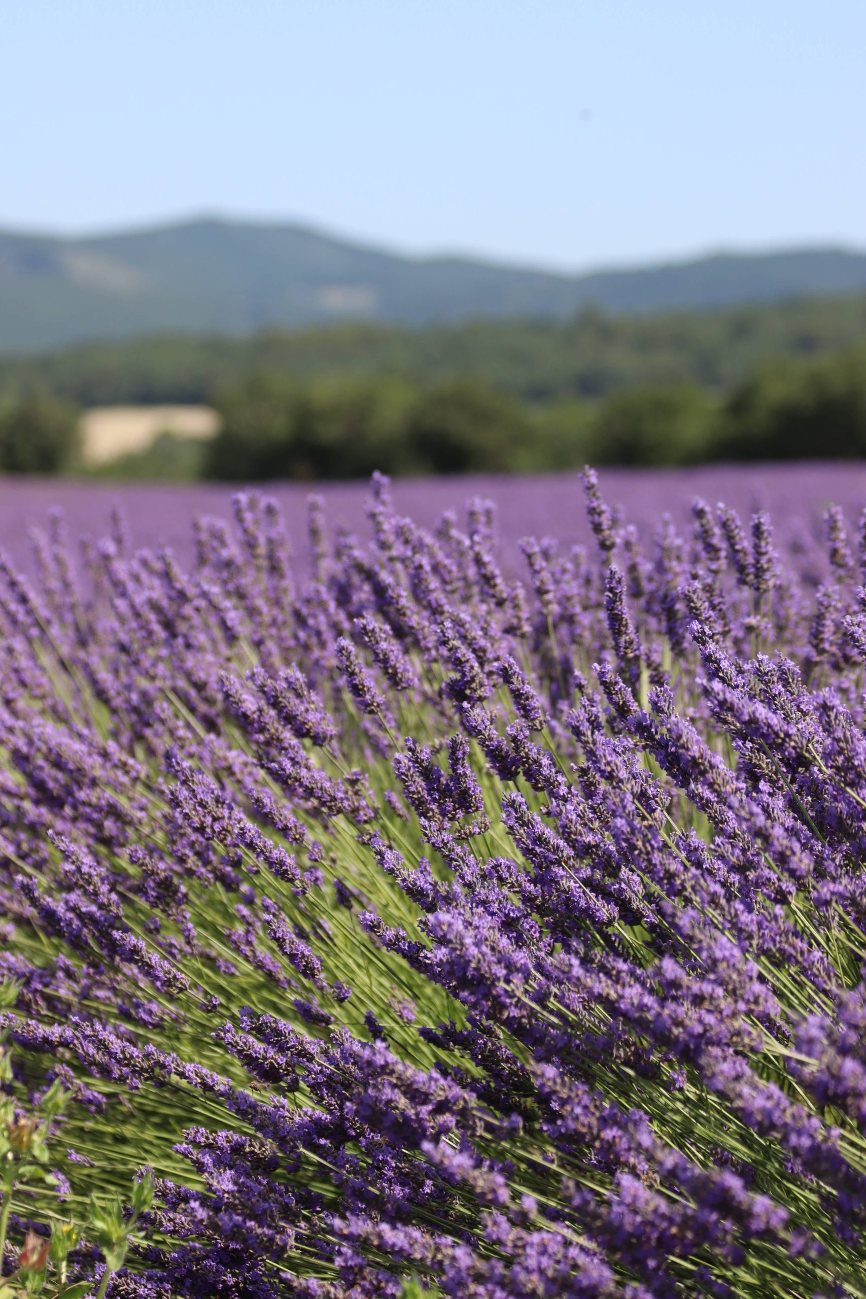 Lavender field near Château Les Oliviers de Salettes, hotel, restaurant and spa in Drôme provençale